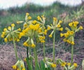 In spring, primrose (Primula veris) blooms in nature Royalty Free Stock Photo