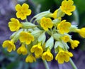 In spring, primrose (Primula veris) blooms in nature Royalty Free Stock Photo