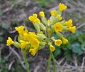 In spring, primrose (Primula veris) blooms in nature