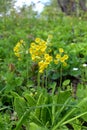 In spring, primrose Primula veris blooms in nature Royalty Free Stock Photo