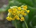 In spring, primrose Primula veris blooms in nature Royalty Free Stock Photo