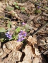 Spring primrose woke up in the forest.. Royalty Free Stock Photo