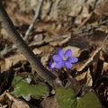 Beauty of spring primroses in the awakening forest