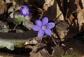 Beauty of spring primroses in the awakening forest