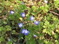 Spring primroses in forest