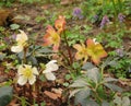 Spring primroses - helleborus