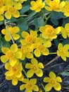 bright yellow flowers primroses marsh marigold Royalty Free Stock Photo