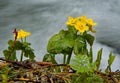 Spring primroses of the Siberian taiga Royalty Free Stock Photo