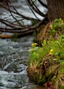 Spring primroses of the Siberian taiga Royalty Free Stock Photo