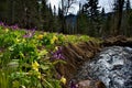 Spring primroses of the Siberian taiga Royalty Free Stock Photo