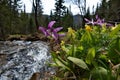 Spring primroses of the Siberian taiga Royalty Free Stock Photo