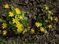 Spring primroses yellow kaluzhnitsa marsh