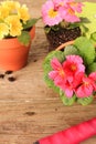 Spring gardening: Primulas