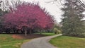 Ornamental Crabapple Trees Blooming along Walking Trail Royalty Free Stock Photo