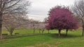 Ornamental Cherry and Crabapple Trees Blooming Royalty Free Stock Photo