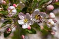 Spring  awakening in nature  flowers bloom with all kinds of colors  carrying the aroma of essential oils through the air. Royalty Free Stock Photo