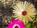 Wild Portulaca Flowers of South Africa Royalty Free Stock Photo