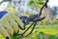 Spring pruning of branches young fruit tree garden shears Royalty Free Stock Photo