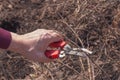 Spring pruning currant bush with garden shears or secateurs. Caring for a young garden in spring. Gardener`s hand cuts branches