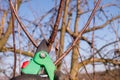 Pruning apple with garden scissors. Spring pruning of fruit trees in the garden