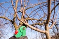 Pruning apple with garden scissors. Spring pruning of fruit trees in the garden.