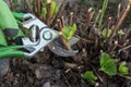 Spring pruning with hand pruning shears of a tree hydrangea bush in the garden.