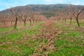 Spring pruning of peaches in the garden. The cut branches with pink buds lie between the rows of trees on the grass. Royalty Free Stock Photo