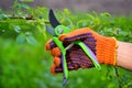 Spring pruning roses in the garden, gardener`s hand with secateur