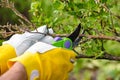 Spring pruning roses in the garden, gardener`s hands with secateur