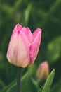 Spring a public city park tulips closeup - image