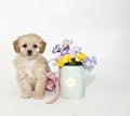 Spring Puppy Royalty Free Stock Photo
