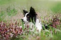 spring puppy fairy tale portrait of a border collie dog in flowers Royalty Free Stock Photo