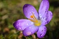 In spring, a purple crocus blooms in a meadow and is covered with water droplets Royalty Free Stock Photo