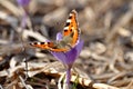 Spring purple crocus and butterfly