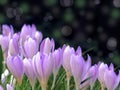 Spring purple crocus flower bokeh abstract background