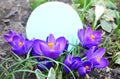 Spring purple crocus in garden