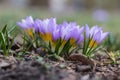 Spring purple crocus Royalty Free Stock Photo