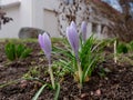 Spring purple crocus young of the earth