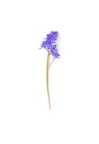 Spring purple flower isolated on white background Royalty Free Stock Photo