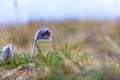 Spring purple flower in the meadow - Pasqueflower - Pulsatilla pratensis at sunset Royalty Free Stock Photo