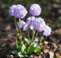 Spring purple flower primrose in the garden. Primula denticulata Royalty Free Stock Photo