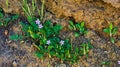 Spring purple flower wildflowers California