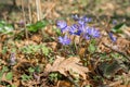 Spring purple flowers Hepatica nobilis in forest. The flower blossomed in the spring forest with a beautiful blue flower Royalty Free Stock Photo