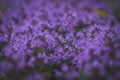 Spring purple flowers. Thyme in forest. Soft focus.