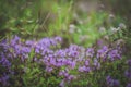 Spring purple flowers. Thyme in forest. Soft focus.