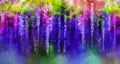 Spring purple flowers Wisteria.Watercolor painting Royalty Free Stock Photo