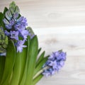 Spring purple hyacinth