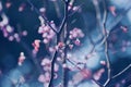 Purple Leaf Plum Tree In Spring Bloom Royalty Free Stock Photo
