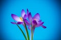 Spring purple little crocus flowers isolated on blue Royalty Free Stock Photo