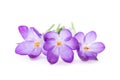Spring purple little crocus flowers isolated on white Royalty Free Stock Photo
